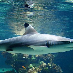 Tropikariet - Black-tipped reef shark