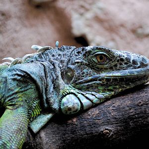 Green Iguana