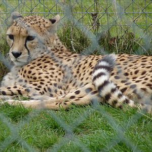 Suki or Juba the Cheetah