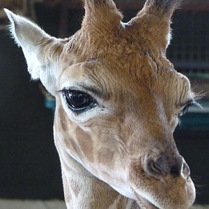 Nsia the Giraffe Calf