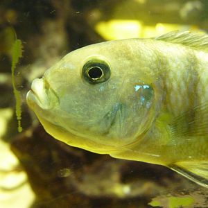 Lake Malawi Cilichid