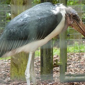 Marabou Stork with Lunch
