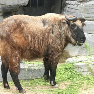Mishmi takin; Antwerp Zoo; 12th May 2010