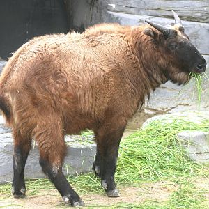 Mishmi takin; Antwerp Zoo; 12th May 2010