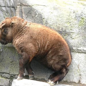 Mishmi takin calf; Antwerp Zoo; 12th May 2010