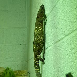 Beaded Lizard