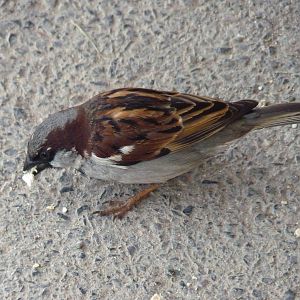 House Sparrow