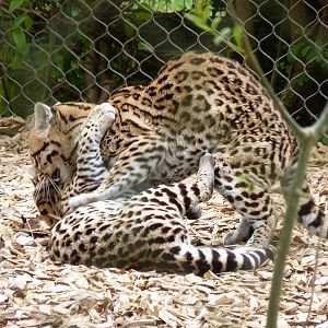 Frisky Ocelots