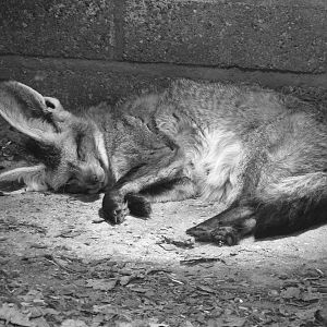B/W Bat-Eared Fox