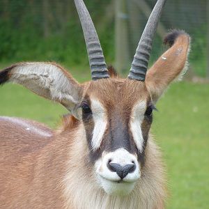 Roan Antelope