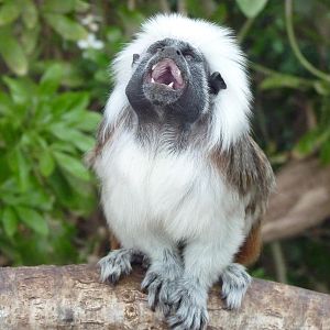 Cotton-Top Tamarin