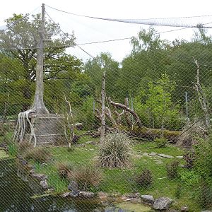 Lack of Branchiation in Gibbon Exhibit