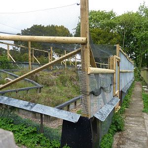 Off-Show Sand Lizard Pens