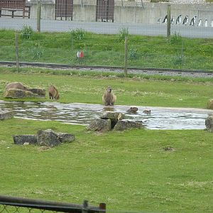 Capybaras in Pond