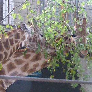 Isabella and Matilda the Giraffes Eating Browse