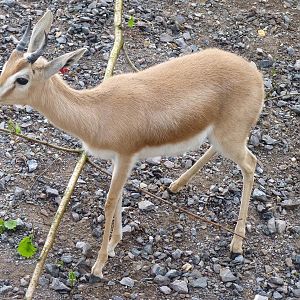 Dorcas Gazelle