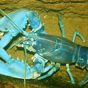 Lobster; Antwerp Zoo Aquarium; 12th May 2010