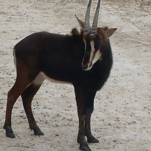 Sable antilope