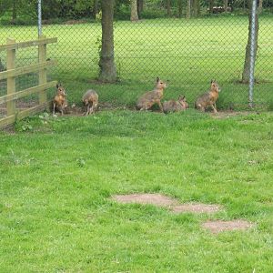 Nice little group of Mara