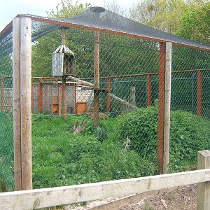 Serval enclosure