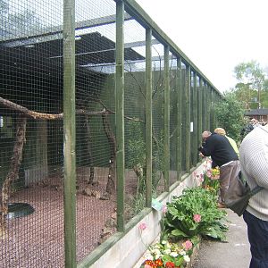 Harris Hawk enclosure