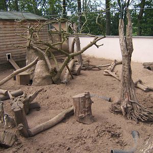 Meerkat enclosure