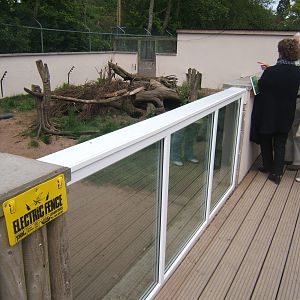Bat-eared Fox enclosure