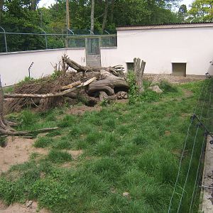Bat-eared Fox enclosure