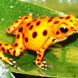Poison arrow frog; Antwerp Zoo; 12th May 2010