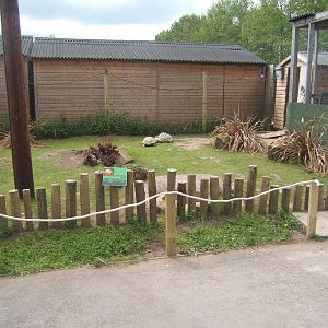 New Sulcatta Tortoise enclosure