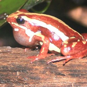 Poison arrow frog; Antwerp Zoo; 12th May 2010