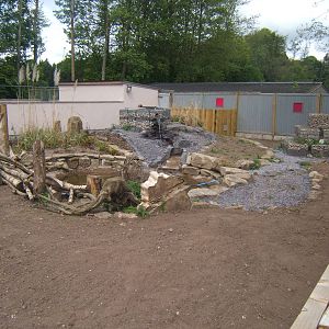 Future Asian Small-clawed Otter