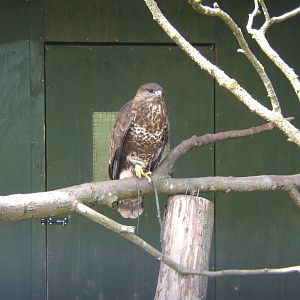 European Buzzard