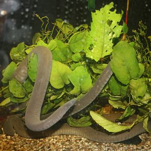 Caecilians; Antwerp Zoo; 12th May 2010