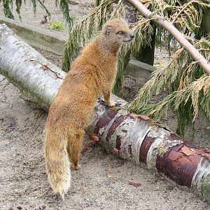 Yellow mongoose at Galloway Wildlife Conservation Park, 16 May 2010