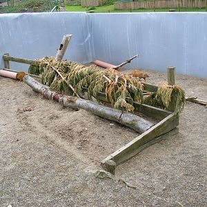 Yellow mongoose enclosure at Galloway Wildlife Conservation Park, 16 May 20