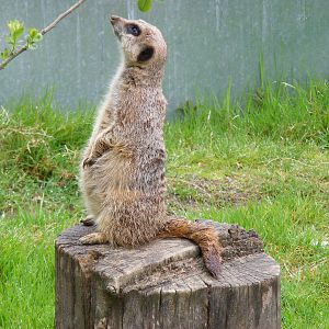 Meerkat at Galloway Wildlife Conservation Park, 16 May 2010