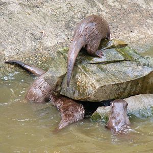Asian small-clawed otters at Galloway Wildlife Conservation Park, 16 May 20