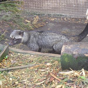 Asian (common) palm civet at Galloway Wildlife Conservation Park, 16 May 20