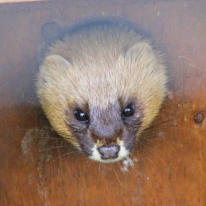 Siberian weasel at Galloway Wildlife Conservation Park, 16 May 2010