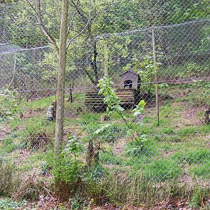 Eurasian lynx enclosure at Galloway Wildlife Conservation Park, 16 May 2010