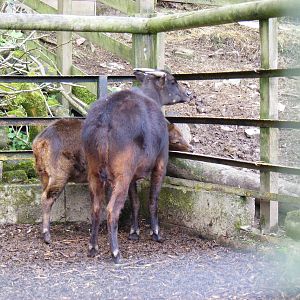 Lowland anoas at Galloway Wildlife Conservation Park, 16 May 2010