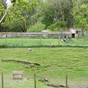 Greater rhea and capybara mixed enclosure at Galloway Wildlife Conservation