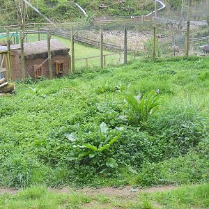 Caracal lynx enclosure at Galloway Wildlife Conservation Park, 16 May 2010