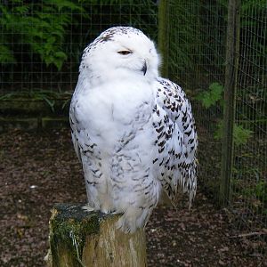 Snowy owl at Galloway Wildlife Conservation Park, 16 May 2010