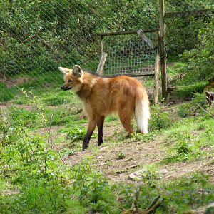 Maned wolf at Galloway Wildlife Conservation Park, 16 May 2010