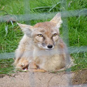 Corsac fox at Galloway Wildlife Conservation Park, 16 May 2010