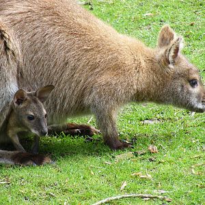 Bennett's wallaby with joey at Galloway Wildlife Conservation Park, 16 May