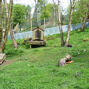 North American tree porcupines at Galloway Wildlife Conservation Park, 16 M