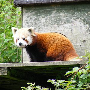 Red panda at Galloway Wildlife Conservation Park, 16 May 2010